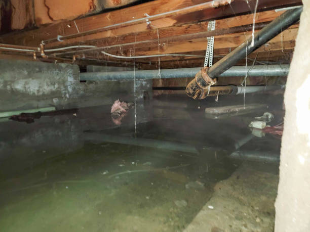 Best Basement water damage restoration  in North Braddock, PA